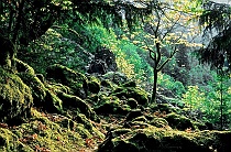 Moss Covered Boulders on Trail